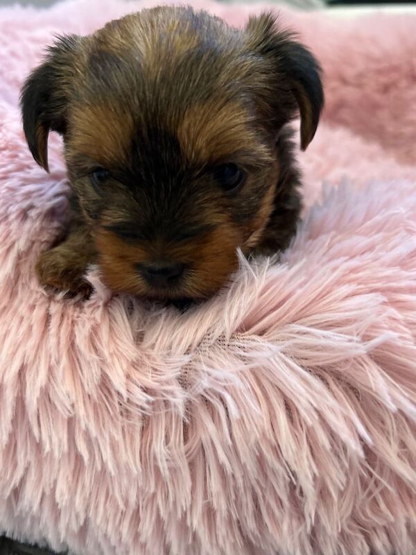 Mini Yorkshire terrier ,females - Image 3 of 4