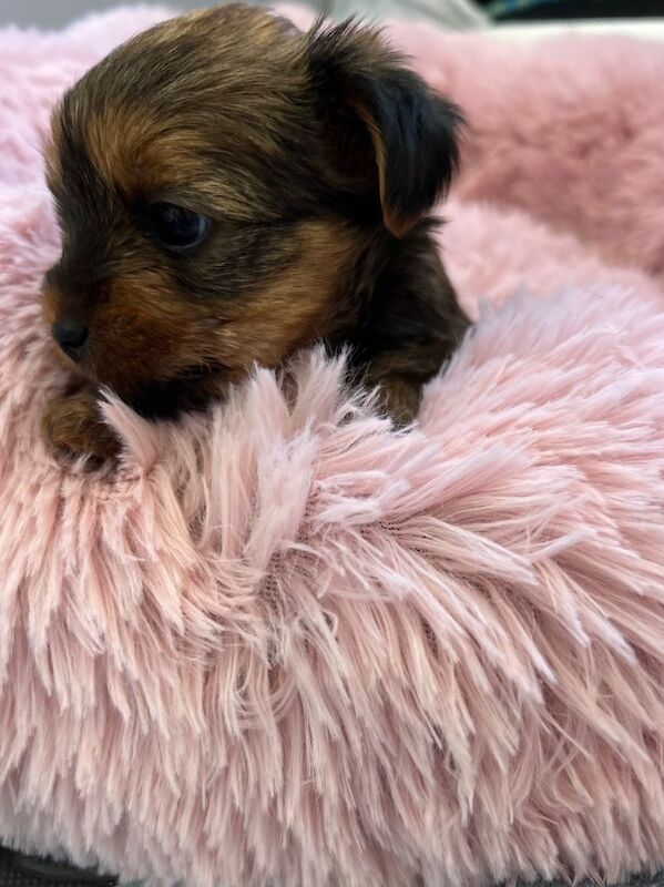 Mini Yorkshire terrier ,females - Image 4 of 4