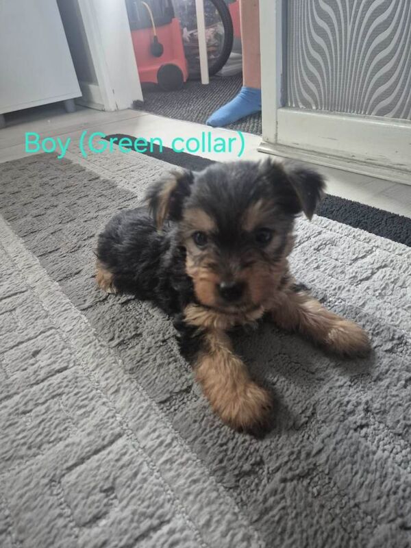Yorkie Puppies For Sale