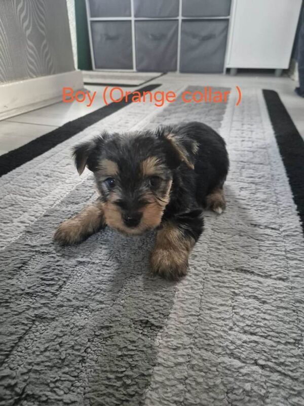 Mini Yorkshire Terrier Puppies For Sale - Image 2 of 6