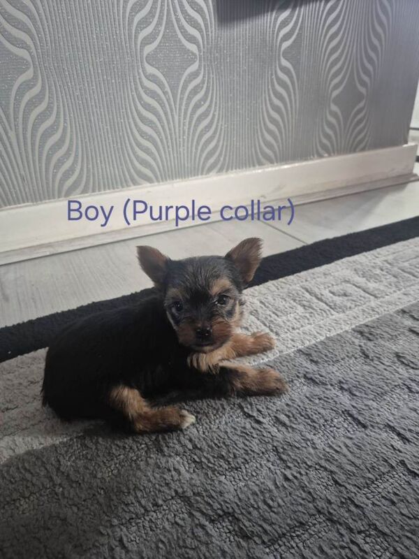 Mini Yorkshire Terrier Puppies For Sale - Image 3 of 6