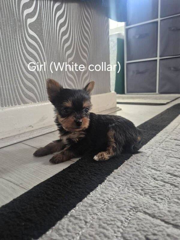 Mini Yorkshire Terrier Puppies For Sale - Image 4 of 6