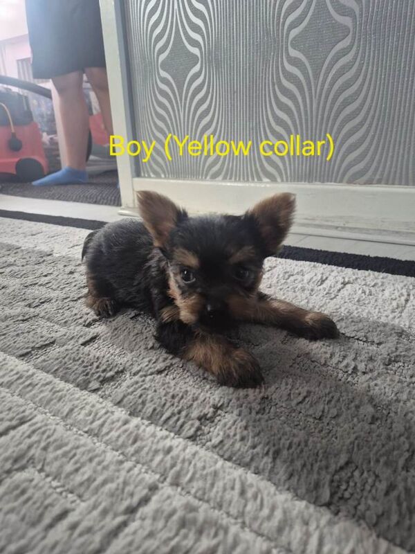 Mini Yorkshire Terrier Puppies For Sale - Image 5 of 6