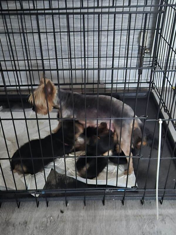 Mini Yorkshire Terrier Puppies For Sale - Image 6 of 6