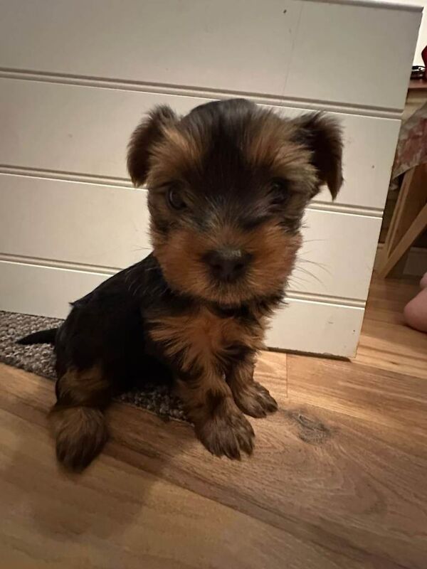 Yorkshire Terrier puppies for sale in Great Yarmouth, Norfolk – 8 weeks old