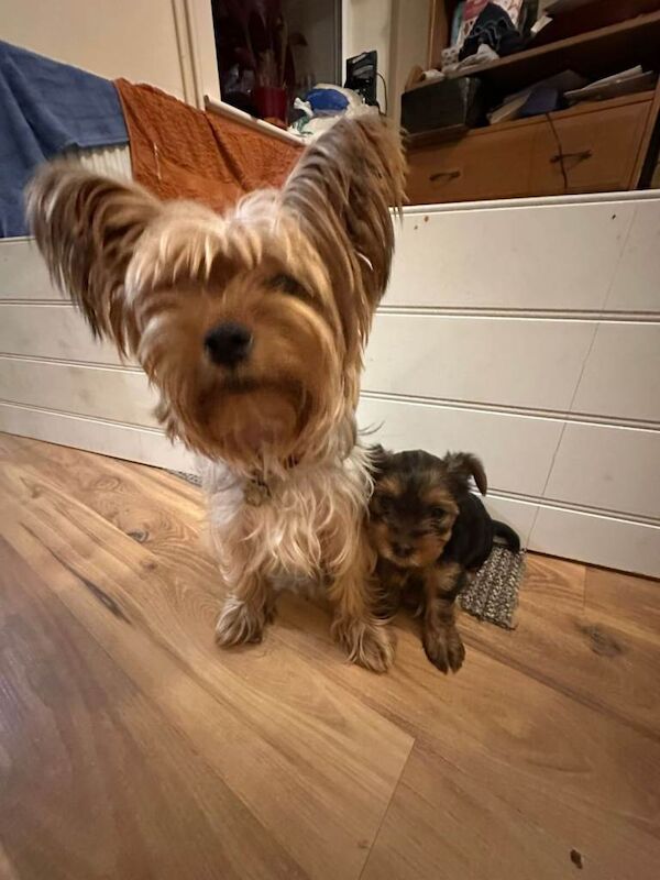 Mini Yorkshire terrier puppy - Image 2 of 6