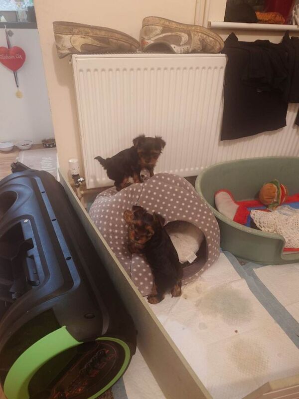 Mini Yorkshire terrier puppy - Image 3 of 6