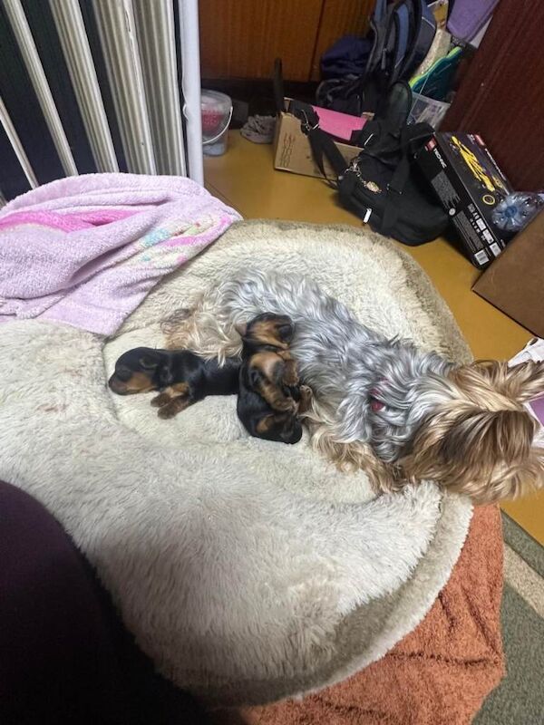 Mini Yorkshire terrier puppy - Image 4 of 6