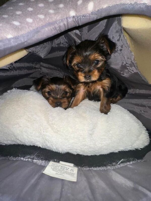 Mini Yorkshire terrier puppy - Image 5 of 6