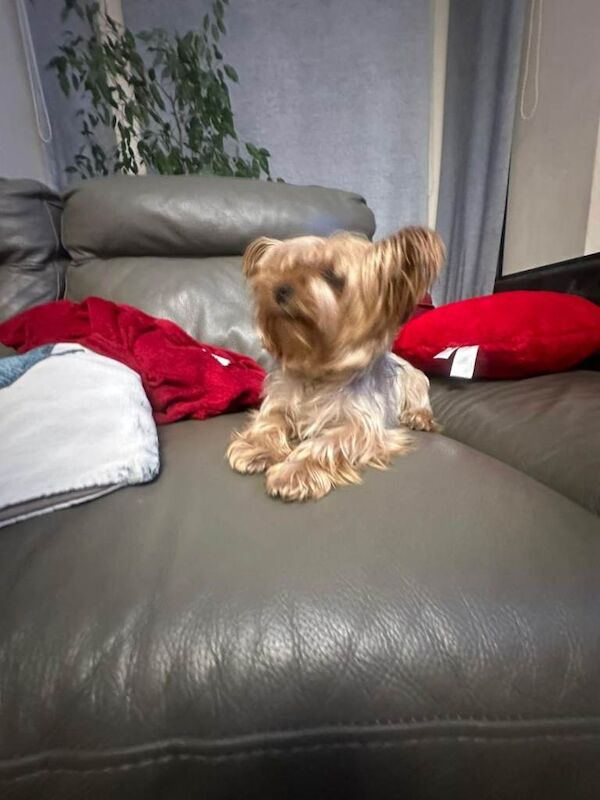 Mini Yorkshire terrier puppy - Image 6 of 6