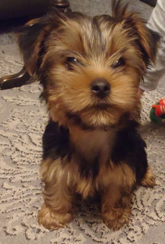 Mini Yorkshire terrier puppy