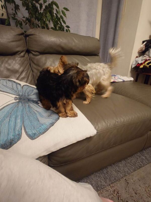 Mini Yorkshire terrier puppy - Image 2 of 3