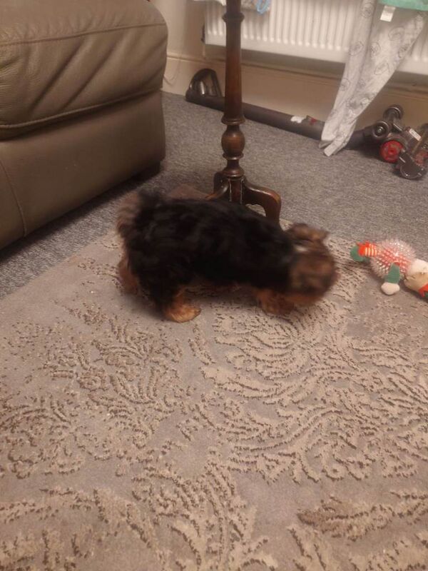 Mini Yorkshire terrier puppy - Image 3 of 3