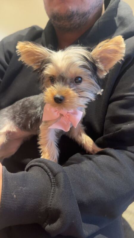 Mini Yorkshire Terrier puppy - Image 2 of 3