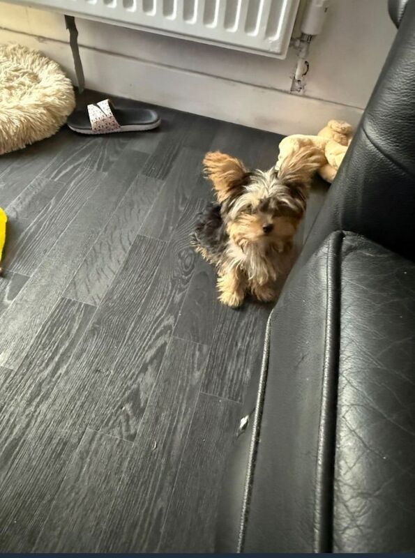 Mini Yorkshire Terrier puppy - Image 3 of 3