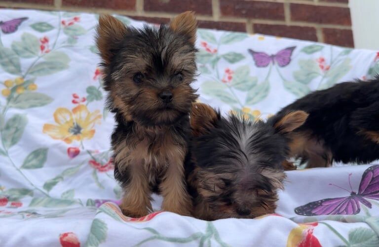Yorkshire Terrier puppies for sale in Bradford, West Yorkshire – 8 weeks old