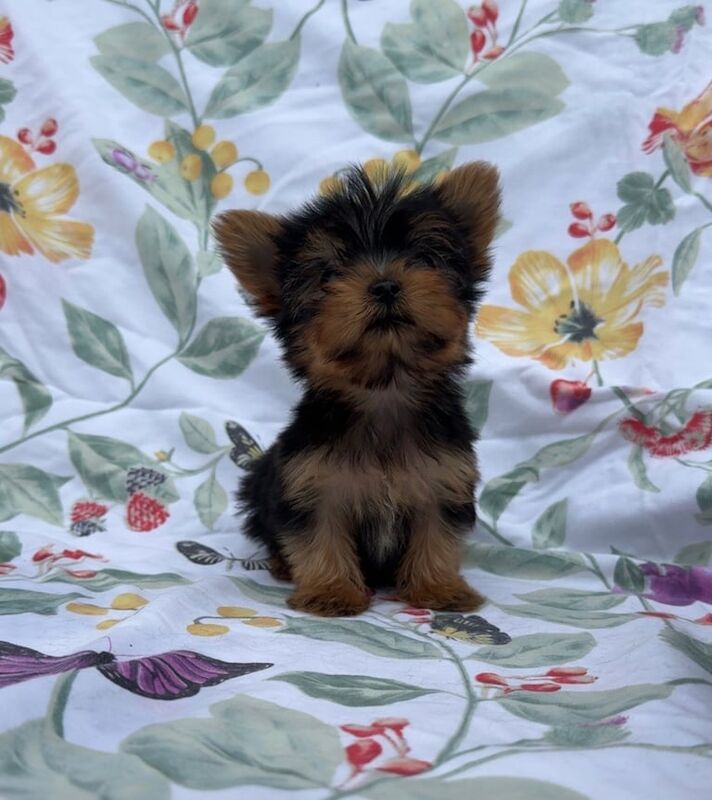 Yorkshire Terrier puppies for sale in Bradford, West Yorkshire – 8 weeks old - Image 2 of 3