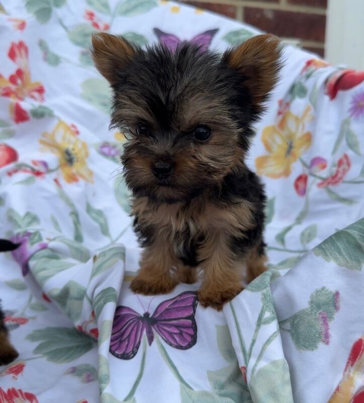 Yorkshire Terrier puppies for sale in Bradford, West Yorkshire – 8 weeks old - Image 3 of 3