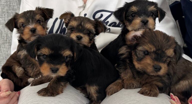 Mini Yorkshire terrier pups for sale in Lisburn, County Down