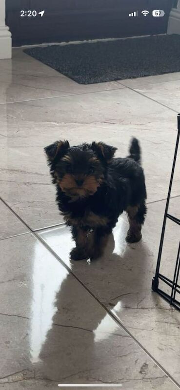 Yorkshire Terrier Puppies For Sale Under £1,000