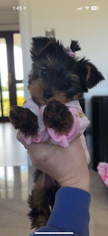 Miniature (tea cup Yorkshire terrier) - Image 2 of 6