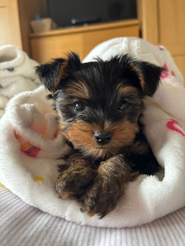 Miniature (tea cup Yorkshire terrier) - Image 3 of 6
