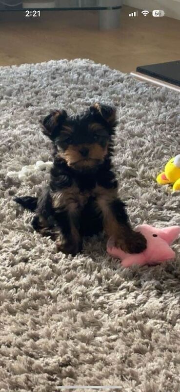 Miniature (tea cup Yorkshire terrier) - Image 4 of 6