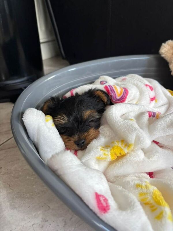 Miniature (tea cup Yorkshire terrier) - Image 5 of 6