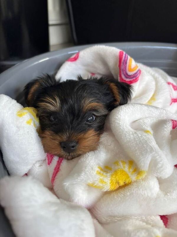 Miniature (tea cup Yorkshire terrier) - Image 6 of 6