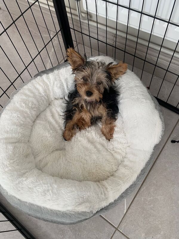 Miniature yorkie for sale in Belfast, County Antrim