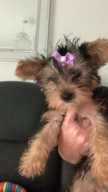Yorkshire Terrier puppies for sale in Belfast, County Antrim – 10 months old - Image 2 of 3