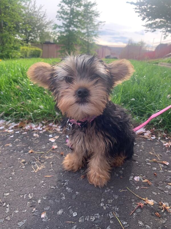 Yorkshire Terrier puppies for sale in Belfast, County Antrim – 10 months old - Image 3 of 3