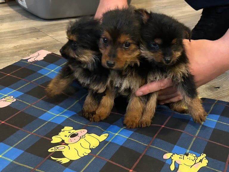 Yorkshire Terrier puppies for sale in Omagh, County Tyrone – 9 weeks old