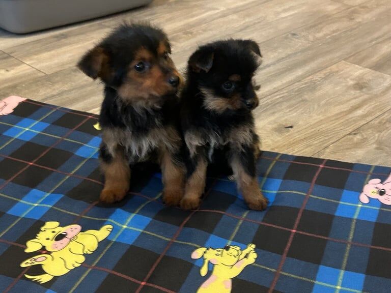 Yorkshire Terrier puppies for sale in Omagh, County Tyrone – 9 weeks old - Image 2 of 3
