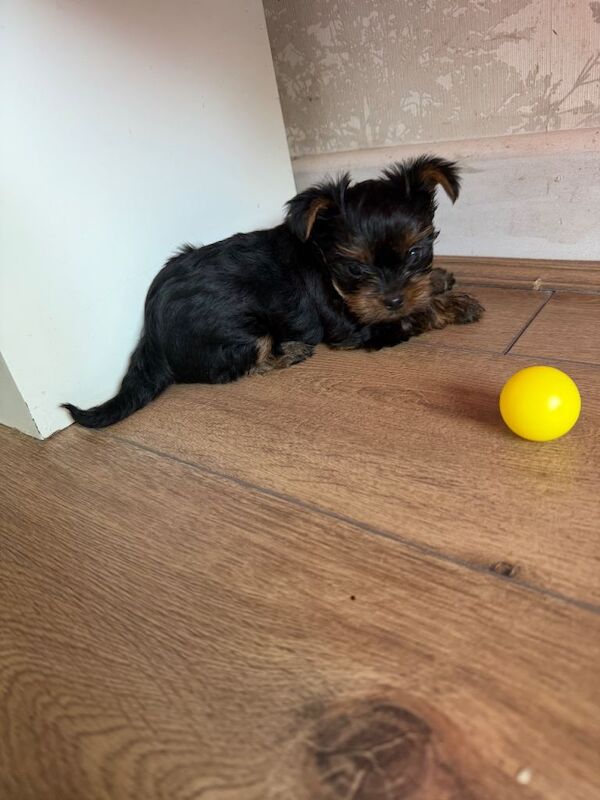 Yorkie Puppies For Sale