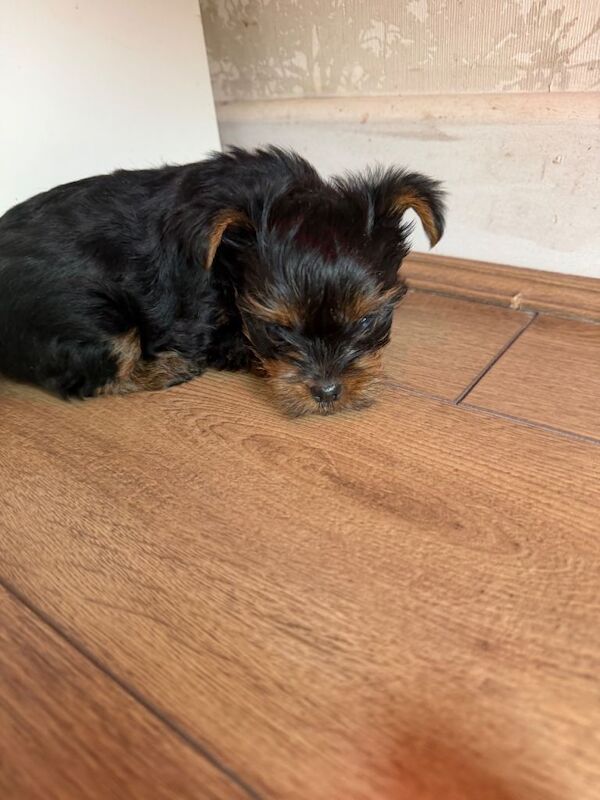 Miniature yorkie - Image 2 of 3