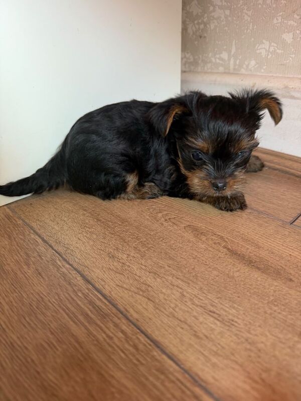Miniature yorkie - Image 3 of 3