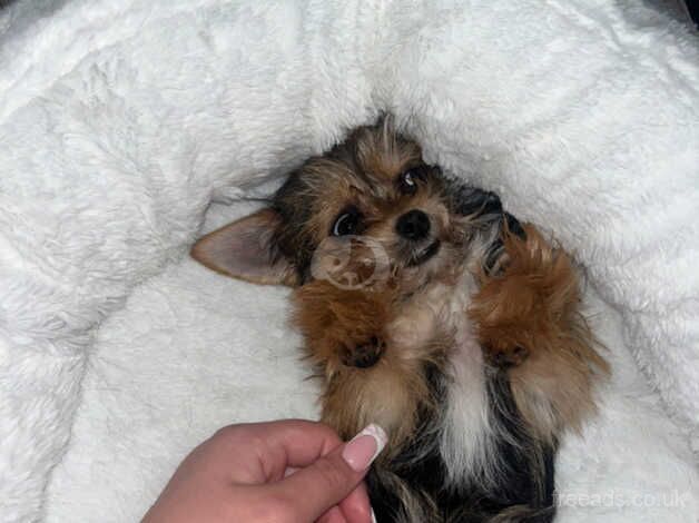 Yorkshire Terrier puppies for sale in Leicester, Leicestershire – 2 years old - Image 2 of 2