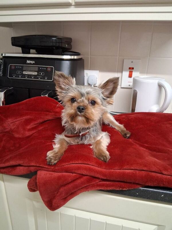 Yorkshire Terrier puppies for sale in Newtownards, County Down – 7 months old
