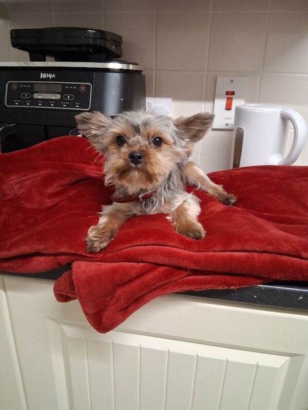 miniature yorkie pup - Image 2 of 6