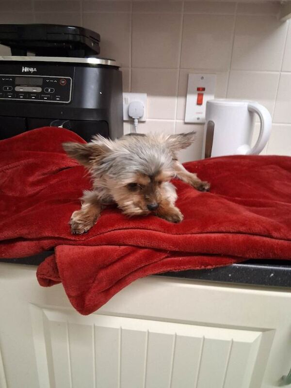 miniature yorkie pup - Image 3 of 6
