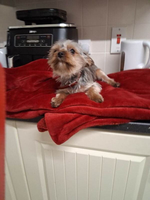 miniature yorkie pup - Image 4 of 6