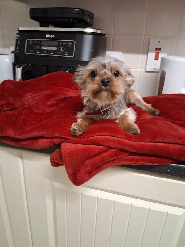miniature yorkie pup - Image 5 of 6