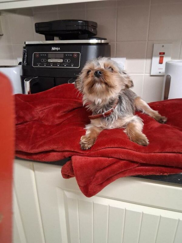 miniature yorkie pup - Image 6 of 6