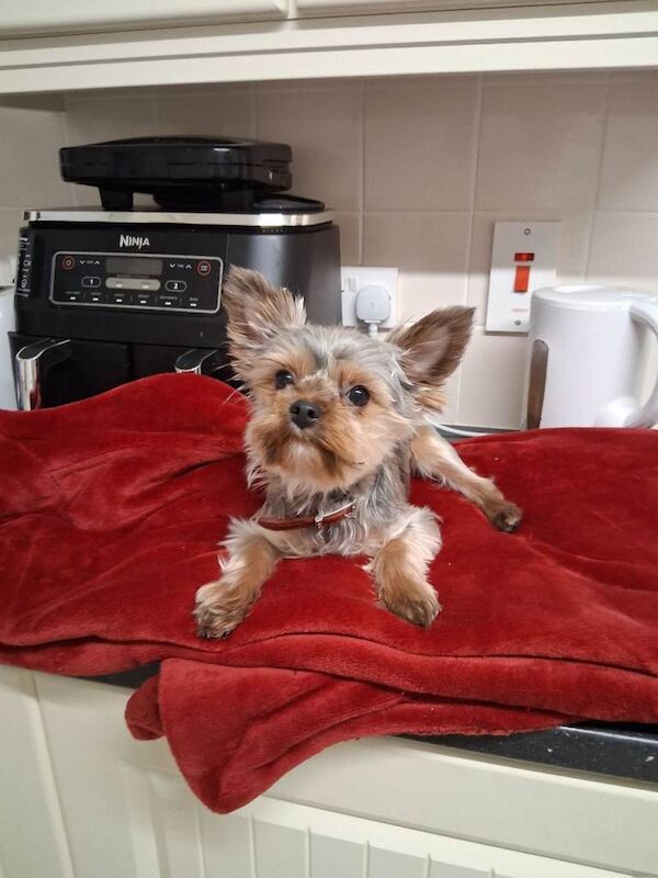 miniature yorkie pup - Image 2 of 4
