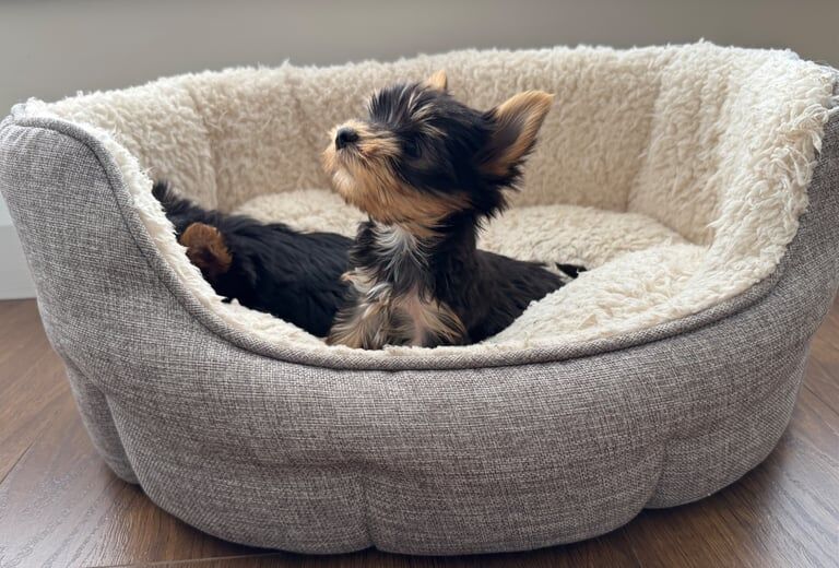 Yorkshire Terrier puppies for sale in Lisburn, County Down – 9 weeks old
