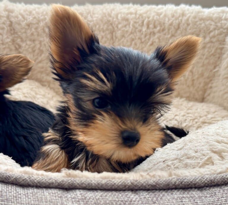 Yorkshire Terrier puppies for sale in Lisburn, County Down – 9 weeks old - Image 2 of 3