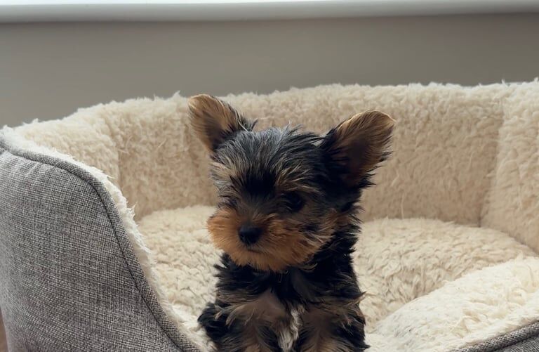 Yorkshire Terrier puppies for sale in Lisburn, County Down – 9 weeks old - Image 3 of 3