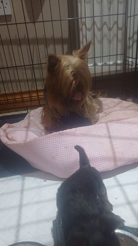 Yorkshire Terrier puppies for sale in Omagh, County Tyrone – 6 weeks old - Image 2 of 3