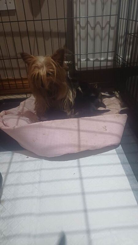 Yorkshire Terrier puppies for sale in Omagh, County Tyrone – 6 weeks old - Image 3 of 3